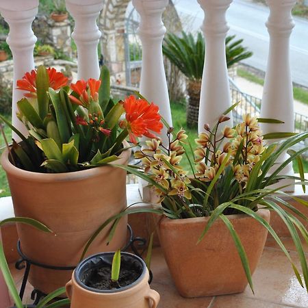 Amaryllis House Daire Parga Dış mekan fotoğraf
