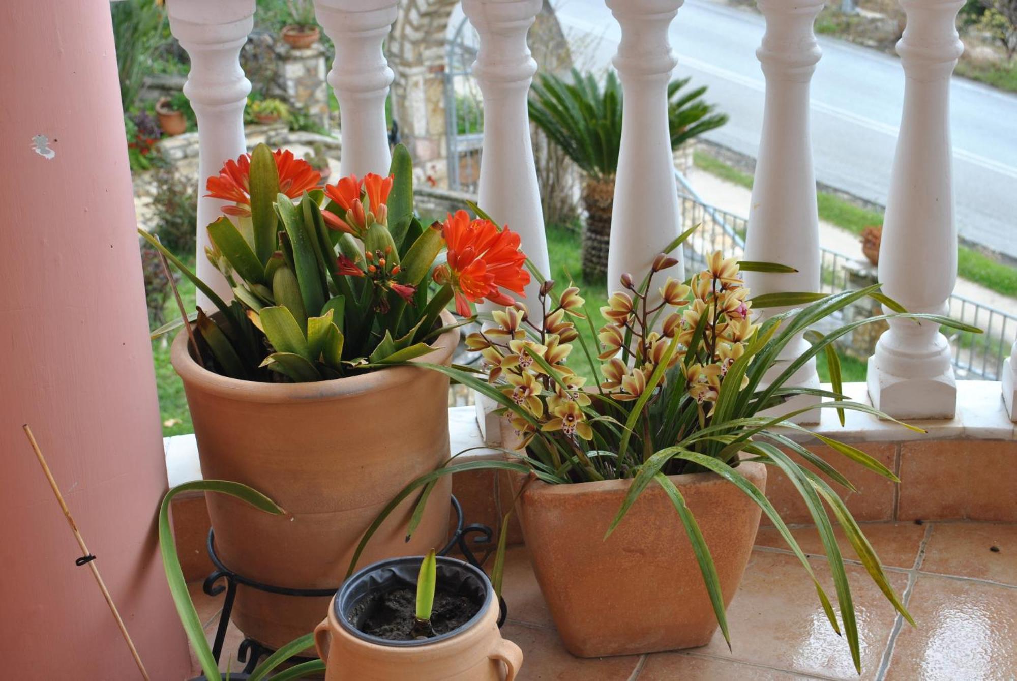 Amaryllis House Daire Parga Dış mekan fotoğraf