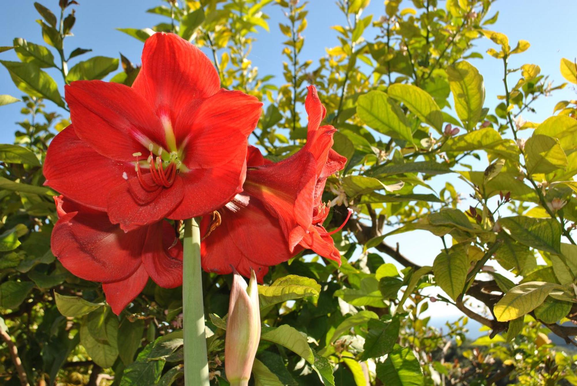 Amaryllis House Daire Parga Dış mekan fotoğraf